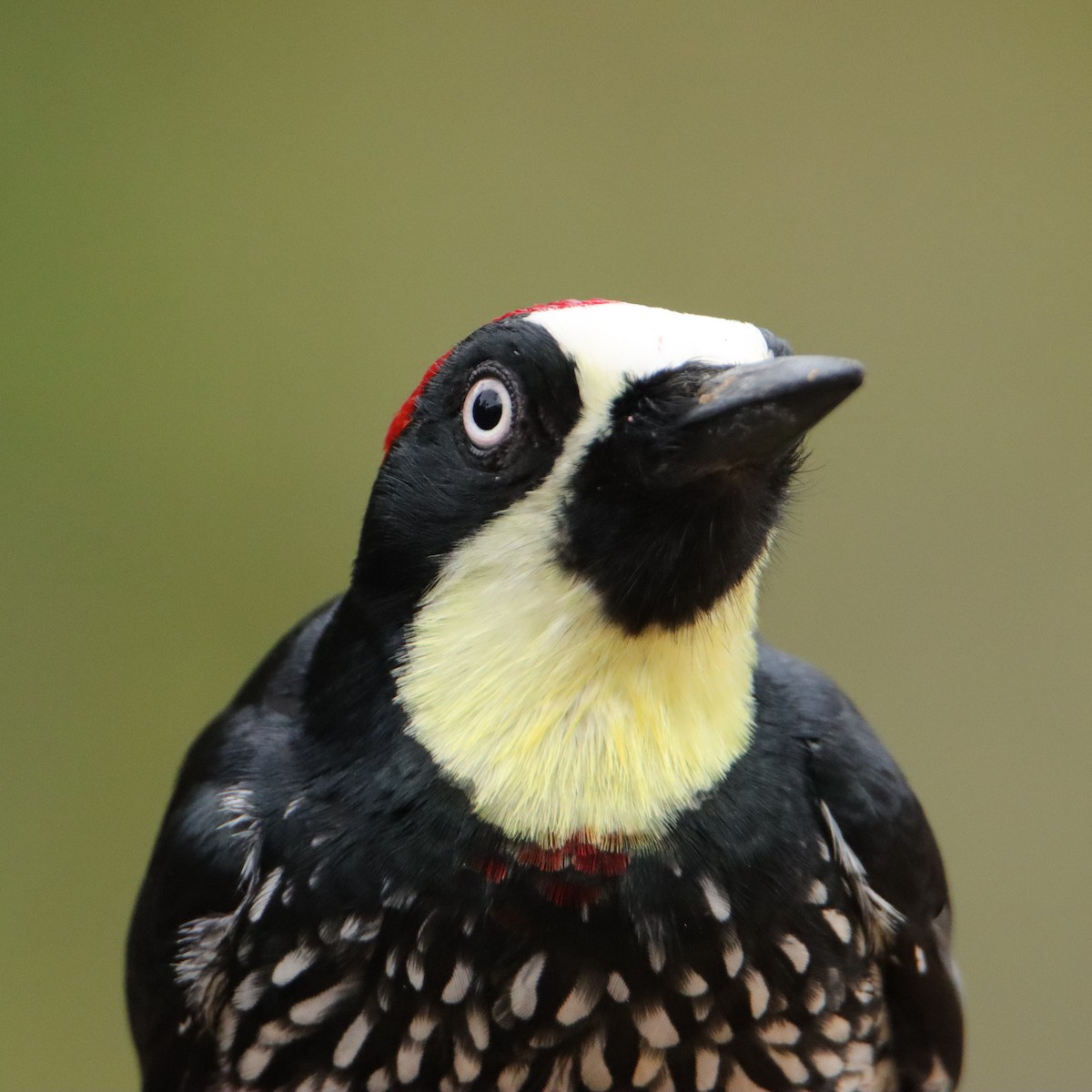 Carpintero Bellotero - ML652461935