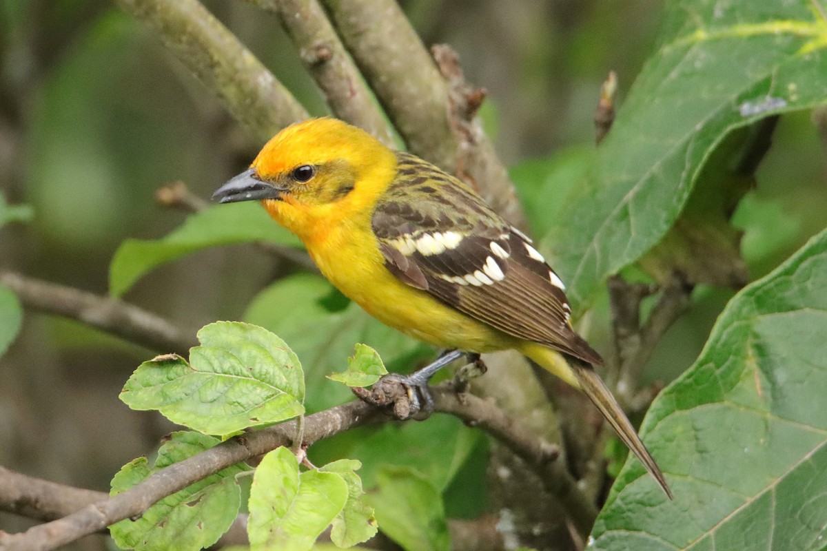 Piranga Estriada - ML652462000