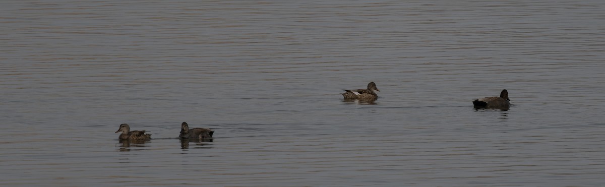 Gadwall - ML652462030