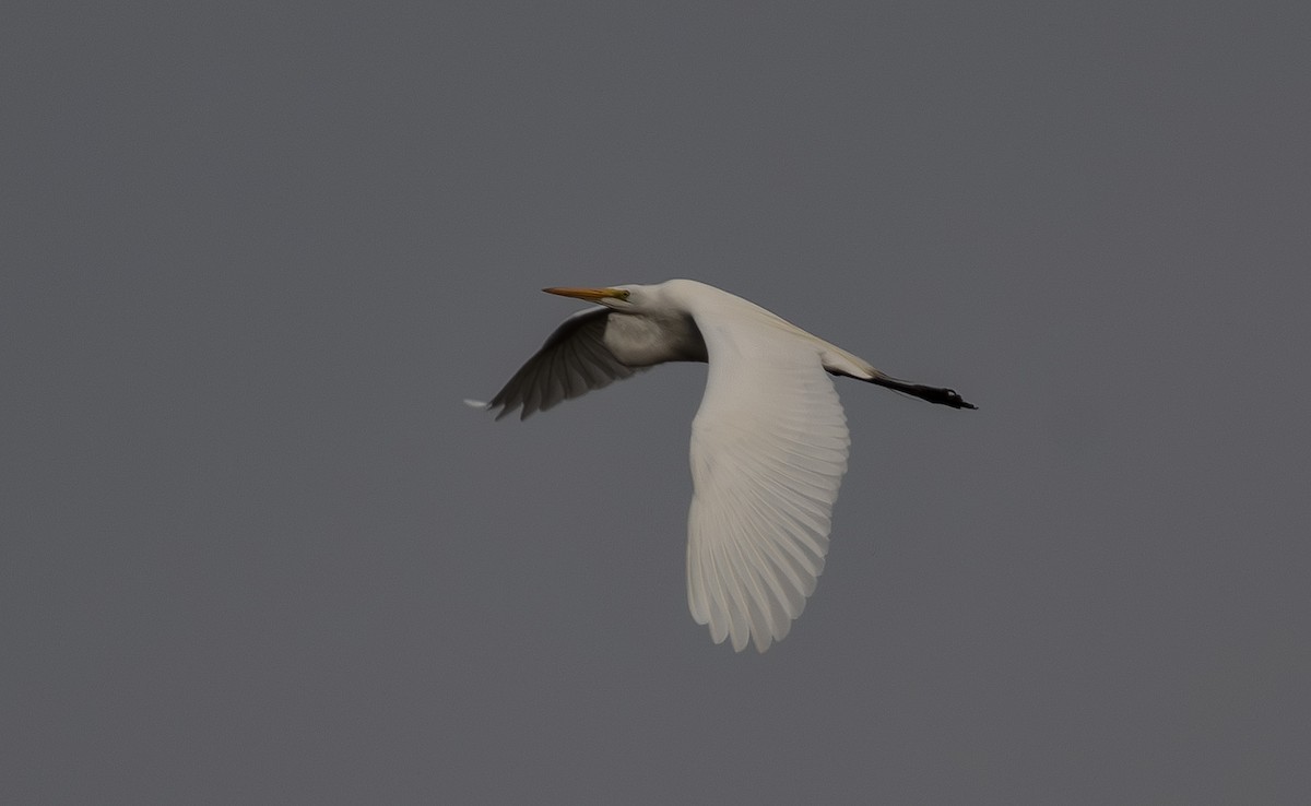 Great Egret - ML652462060
