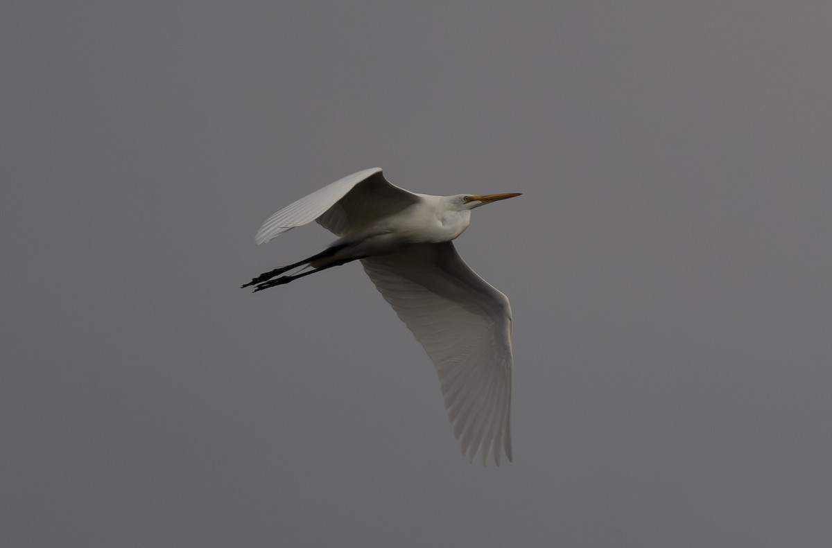 Great Egret - ML652462061