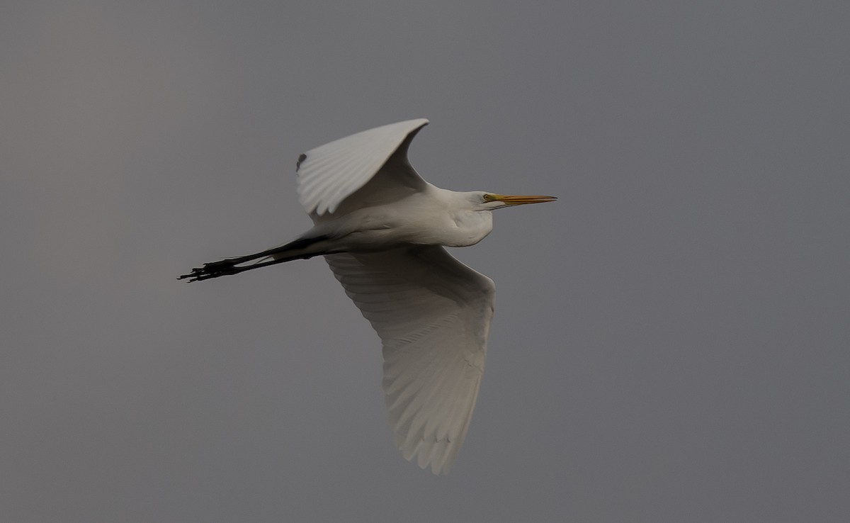 Great Egret - ML652462062