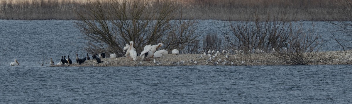 American White Pelican - ML652462094