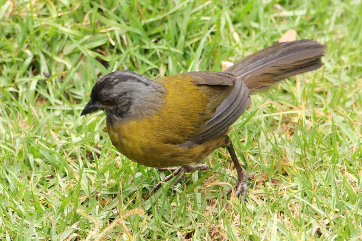 Cerquero Patigrande - ML652462103