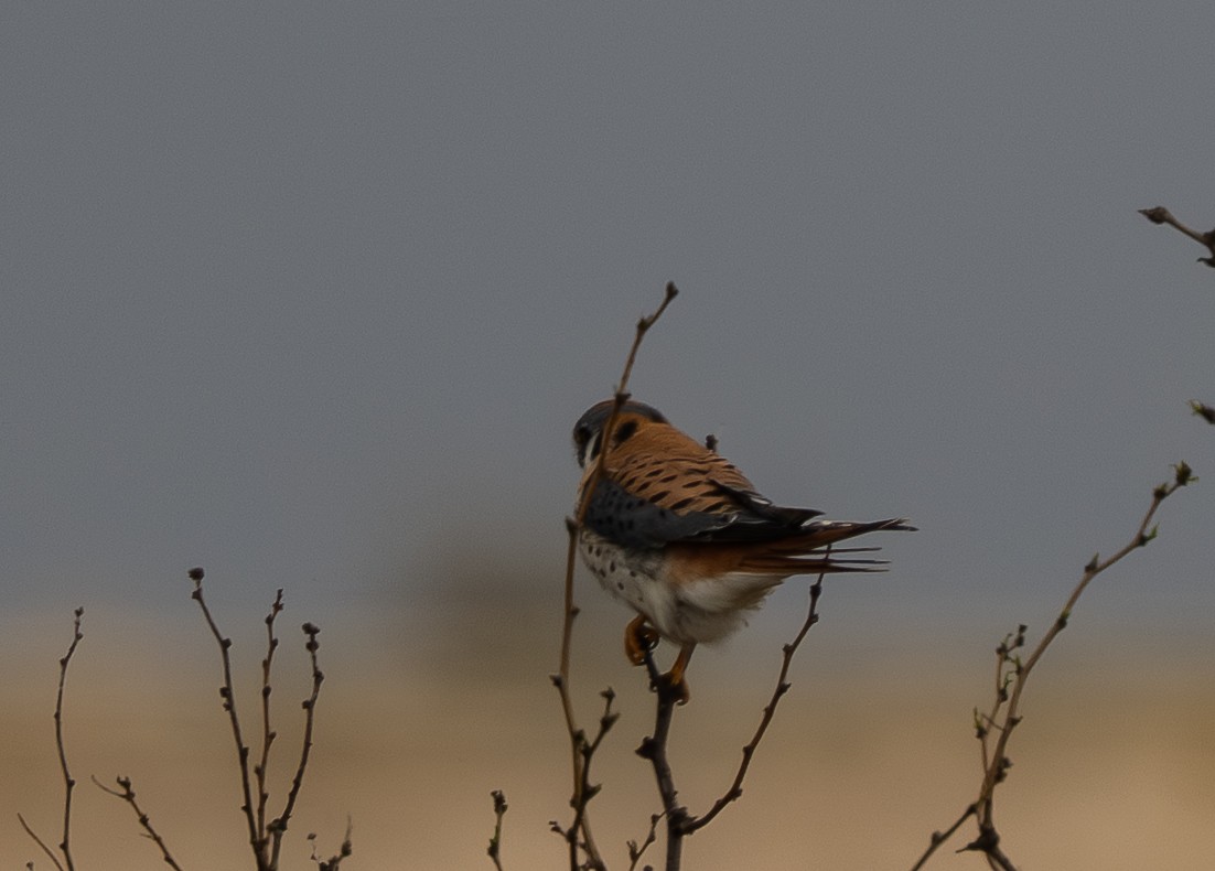 American Kestrel - ML652462183