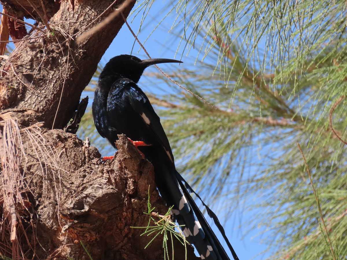 Green Woodhoopoe - ML652462241