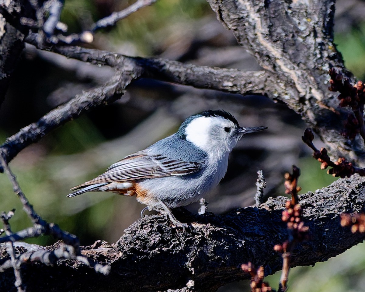 White-breasted Nuthatch (Interior West) - ML652462327