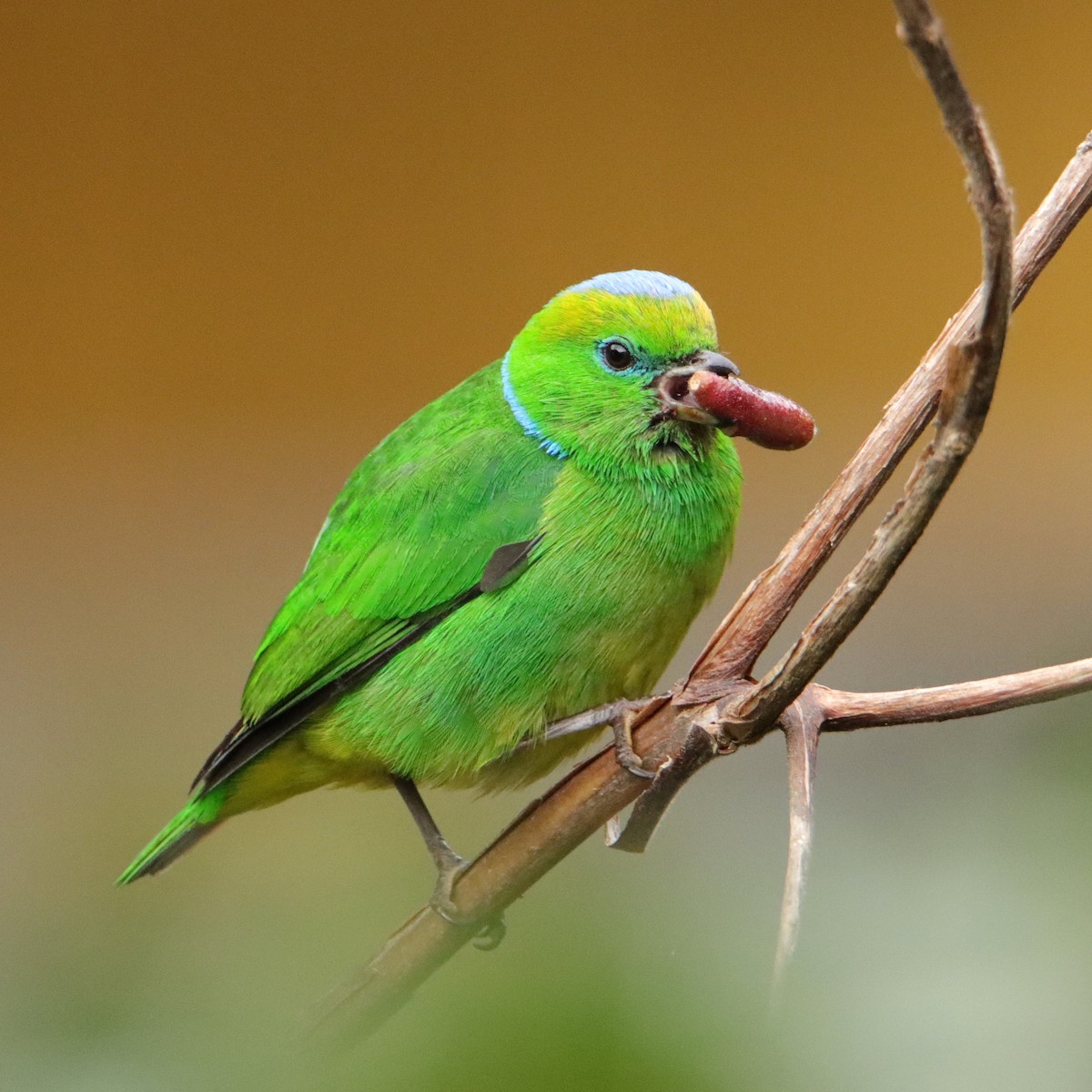 Clorofonia Cejidorada - ML652462508