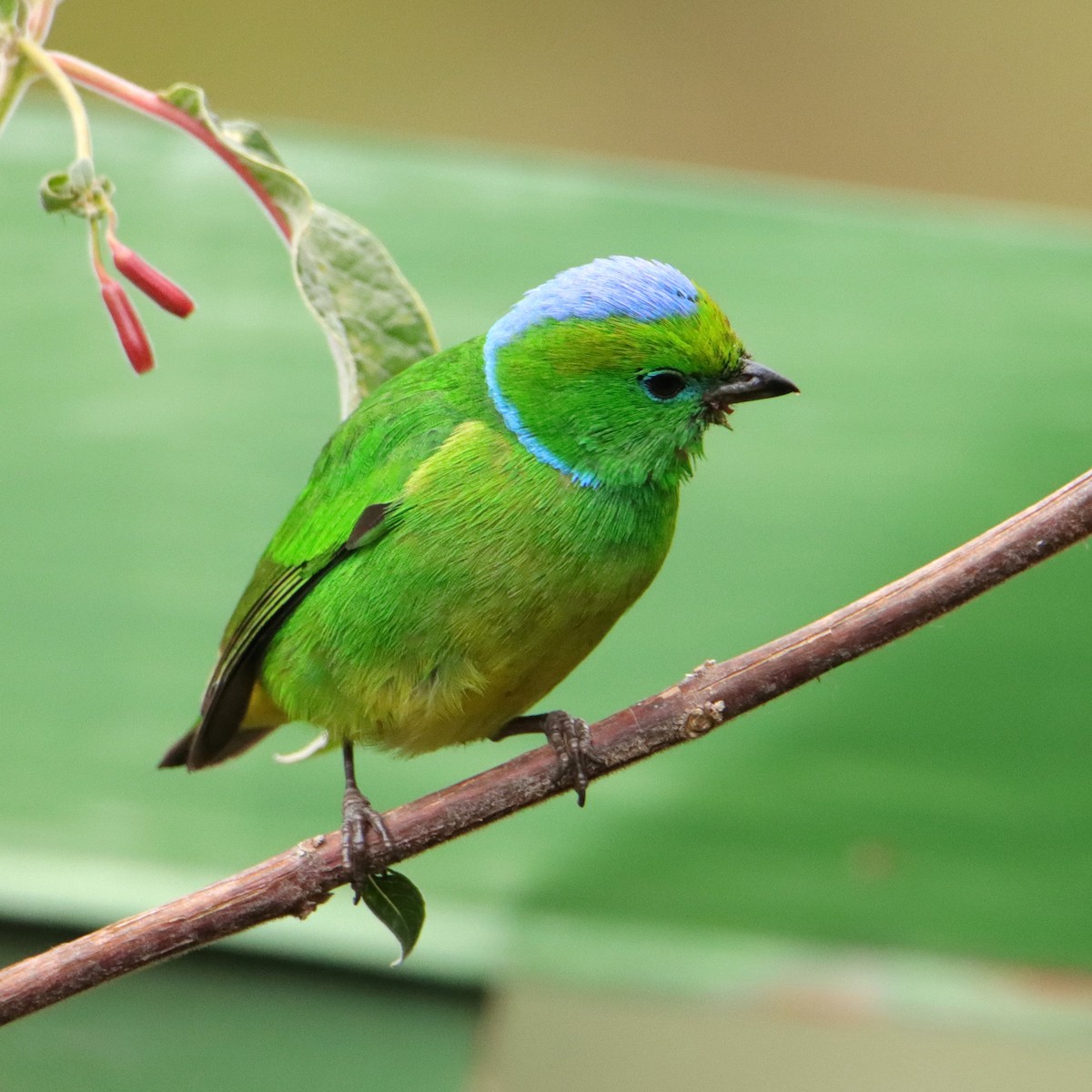 Clorofonia Cejidorada - ML652462509