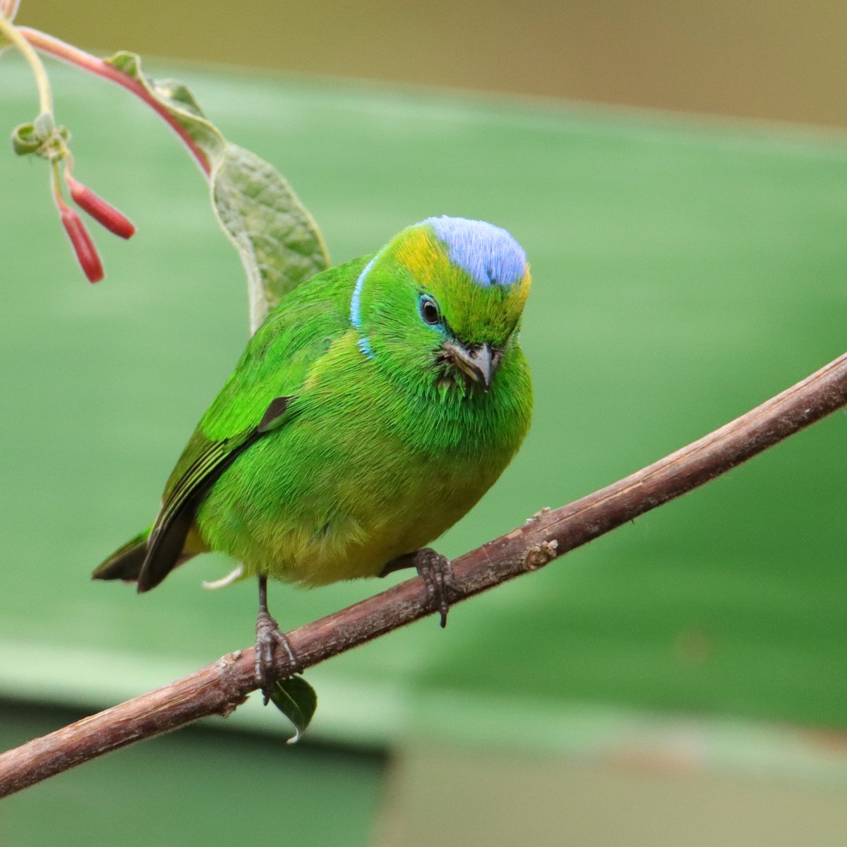 Clorofonia Cejidorada - ML652462510