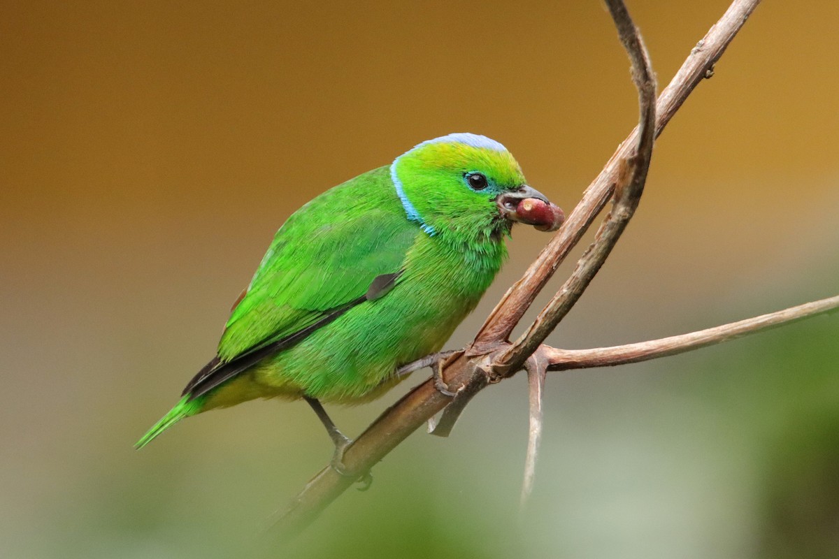 Clorofonia Cejidorada - ML652462511