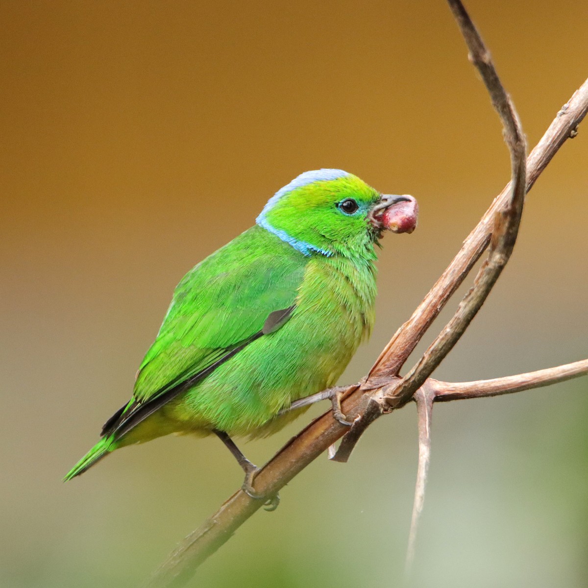 Clorofonia Cejidorada - ML652462512