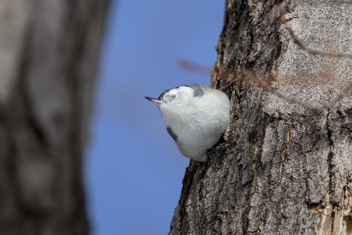 White-breasted Nuthatch - ML652462591