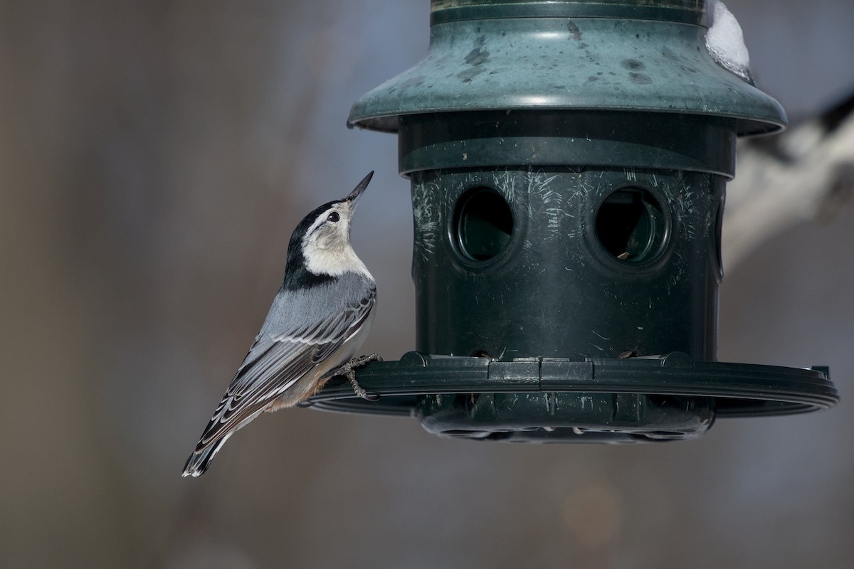 White-breasted Nuthatch - ML652462592