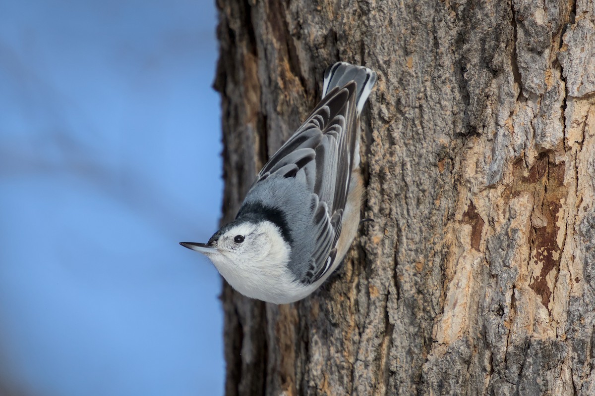 White-breasted Nuthatch - ML652462593