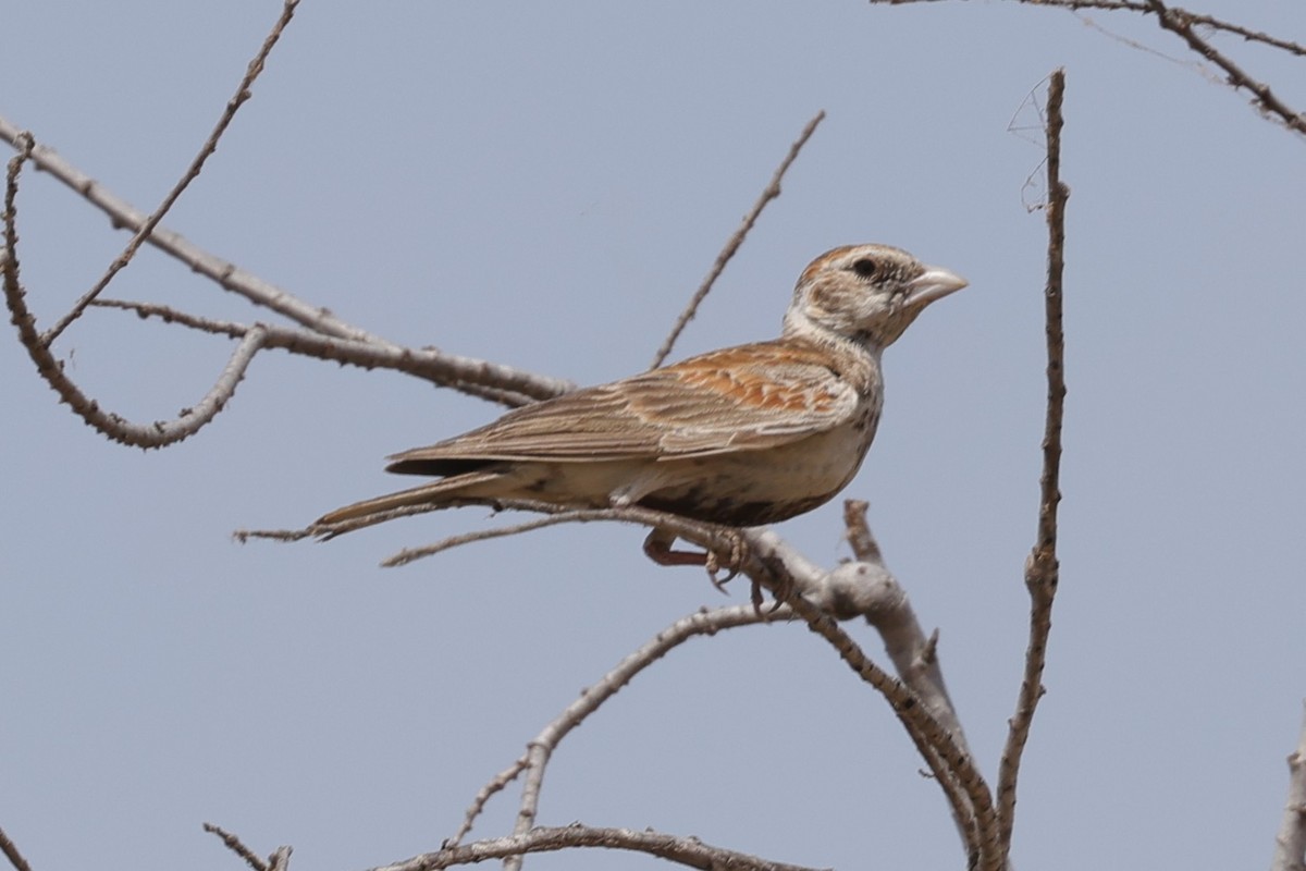 Chestnut-backed Sparrow-Lark - ML652462676