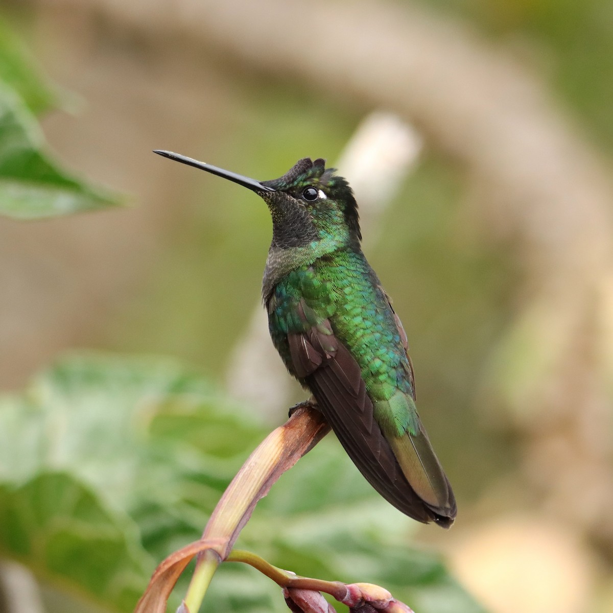 Colibrí de Talamanca - ML652462678