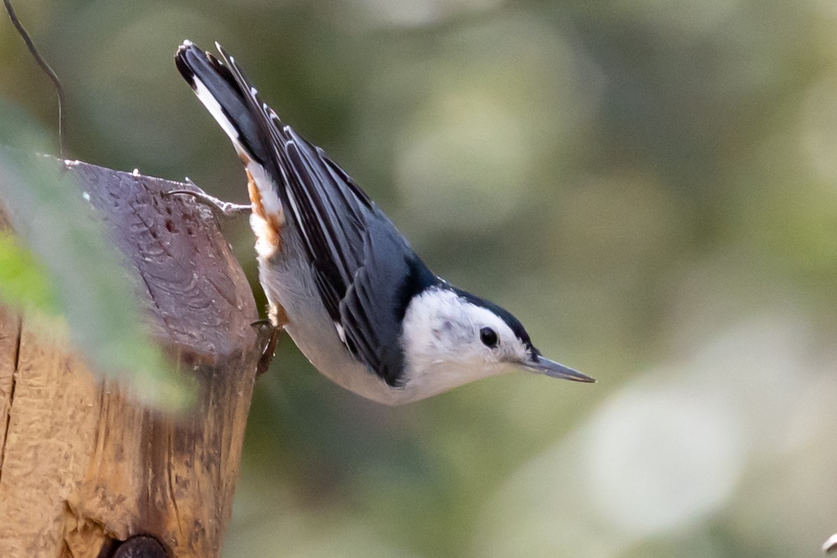 White-breasted Nuthatch - ML652462802