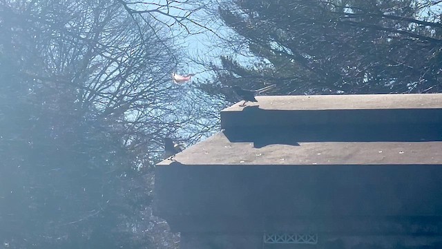 Northern Mockingbird - ML652462871