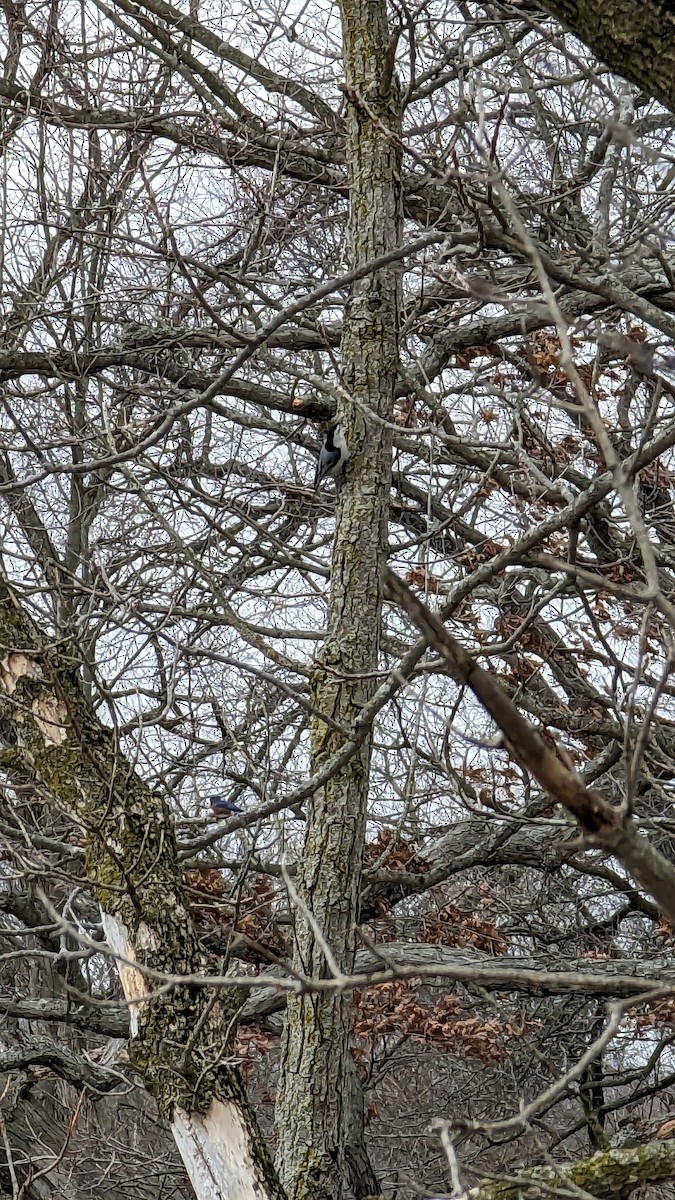 White-breasted Nuthatch - ML652462934