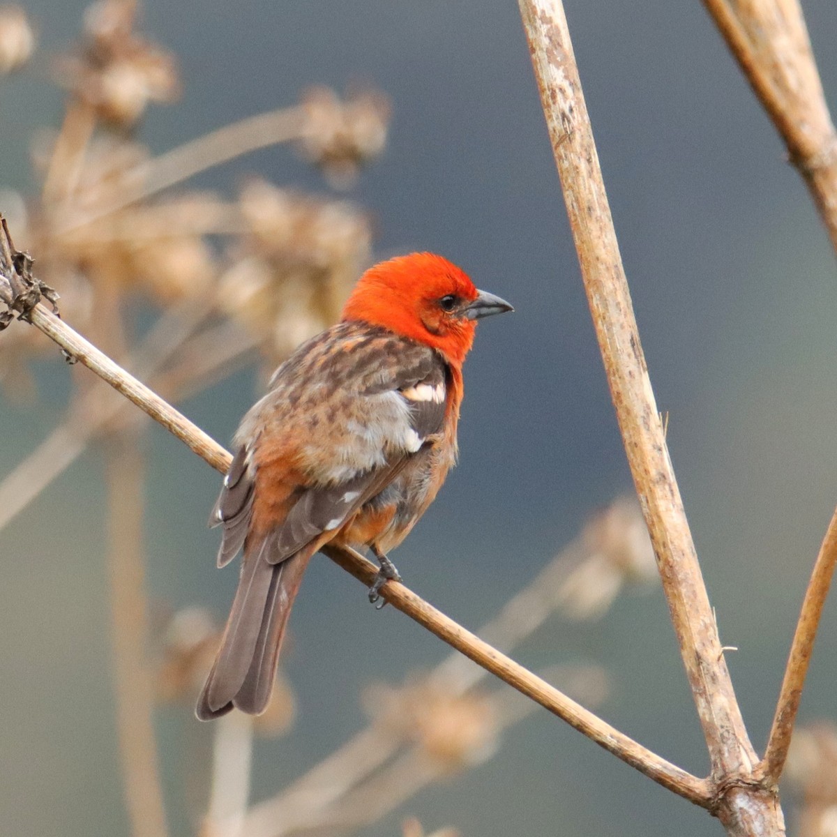 Piranga Estriada - ML652463208