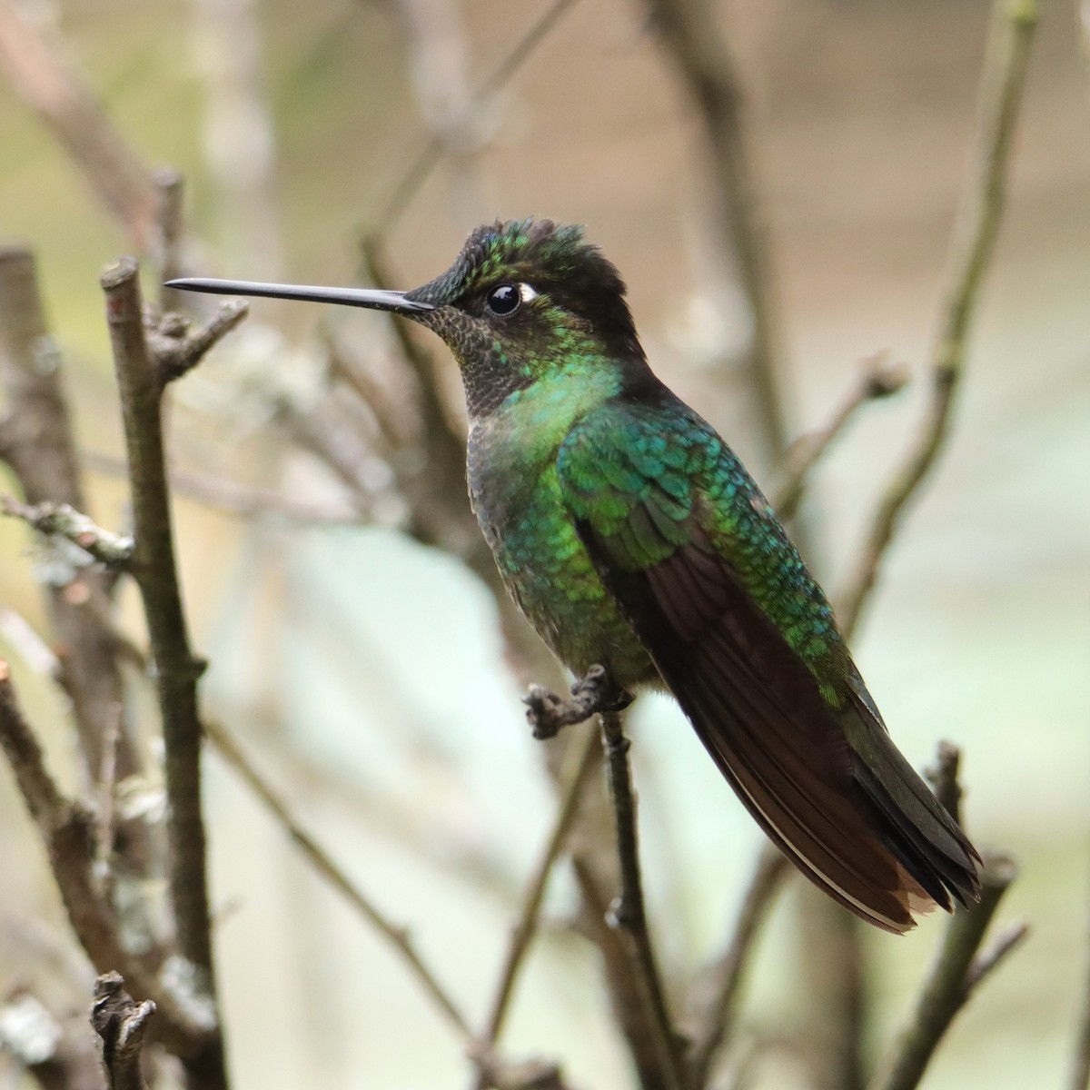 Colibrí de Talamanca - ML652463275