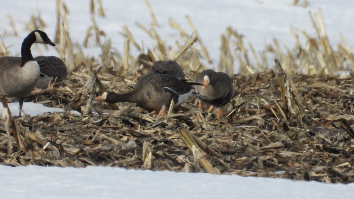 אווז לבן-מצח - ML652463314