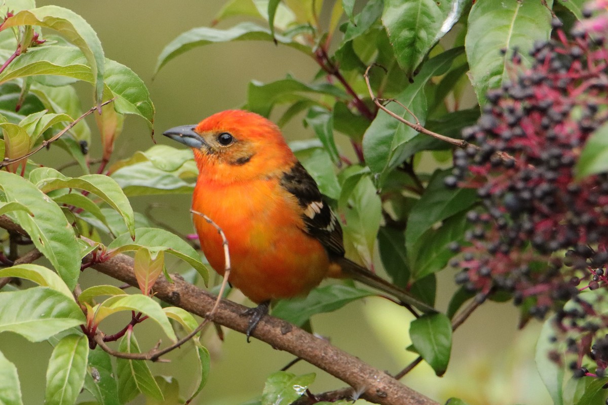 Piranga Estriada - ML652463407