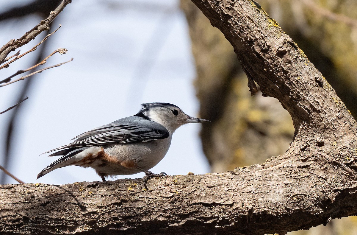 White-breasted Nuthatch - ML652463521