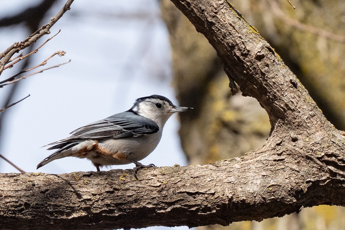 White-breasted Nuthatch - ML652463522