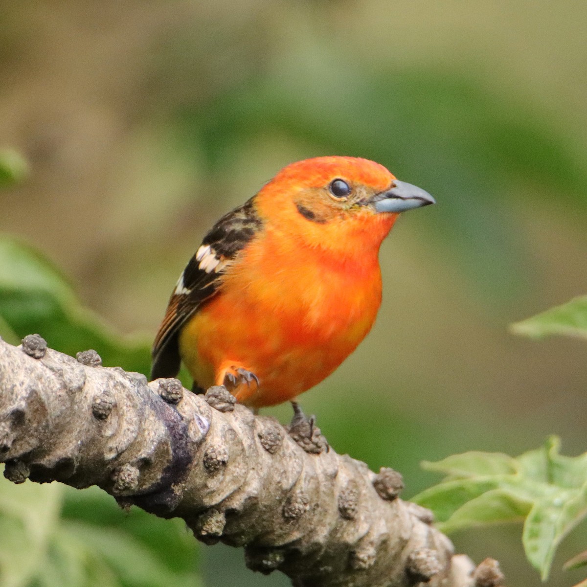 Piranga Estriada - ML652463523