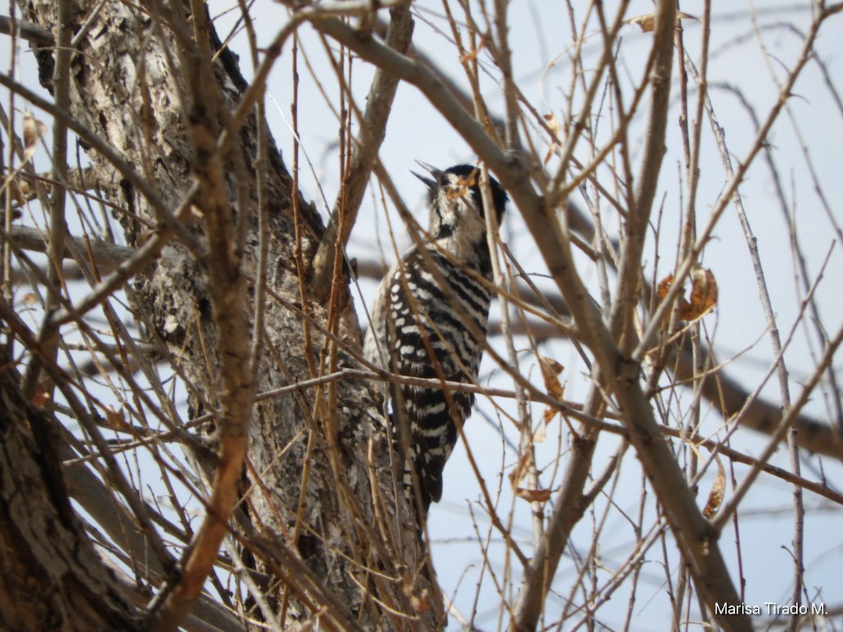 Ladder-backed Woodpecker - ML652463556