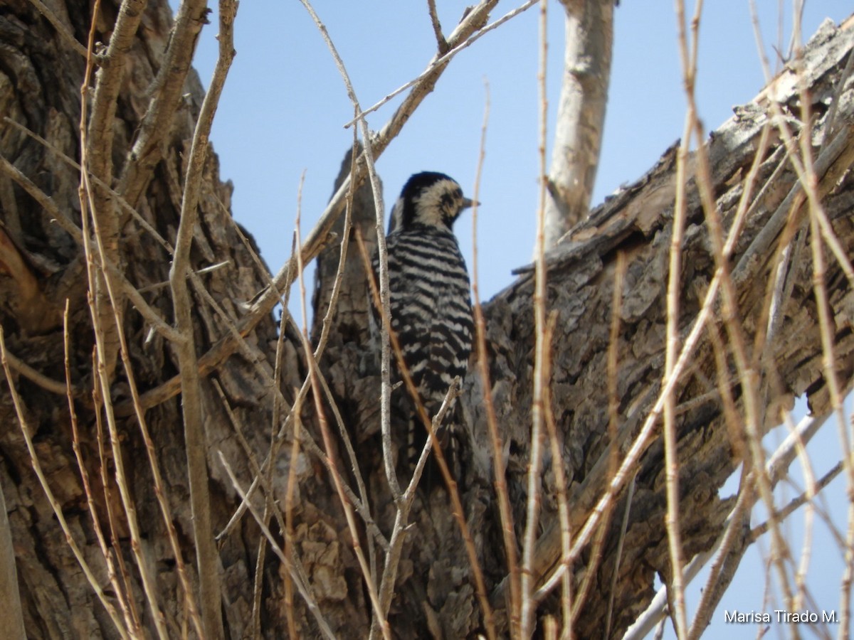 Ladder-backed Woodpecker - ML652463557