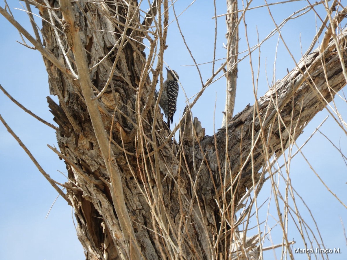 Ladder-backed Woodpecker - ML652463558