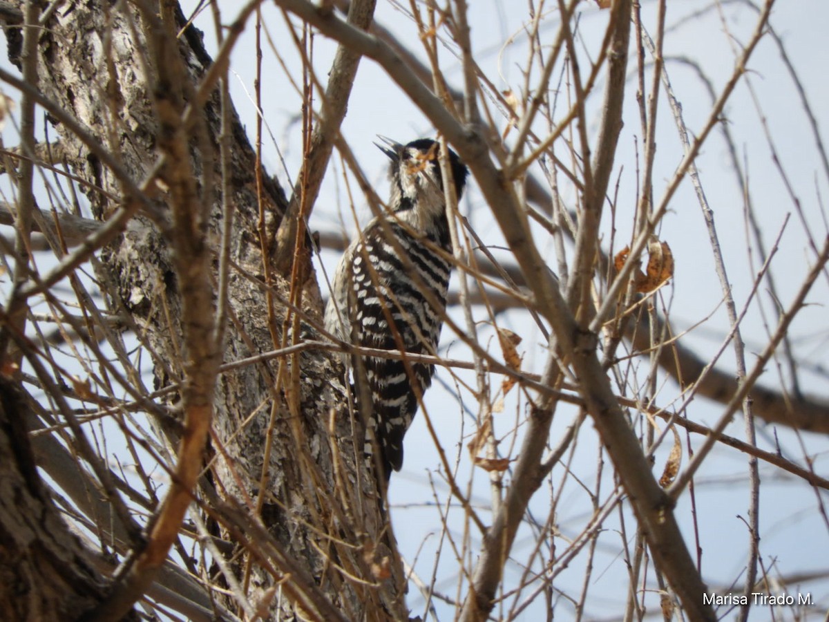 Ladder-backed Woodpecker - ML652463559