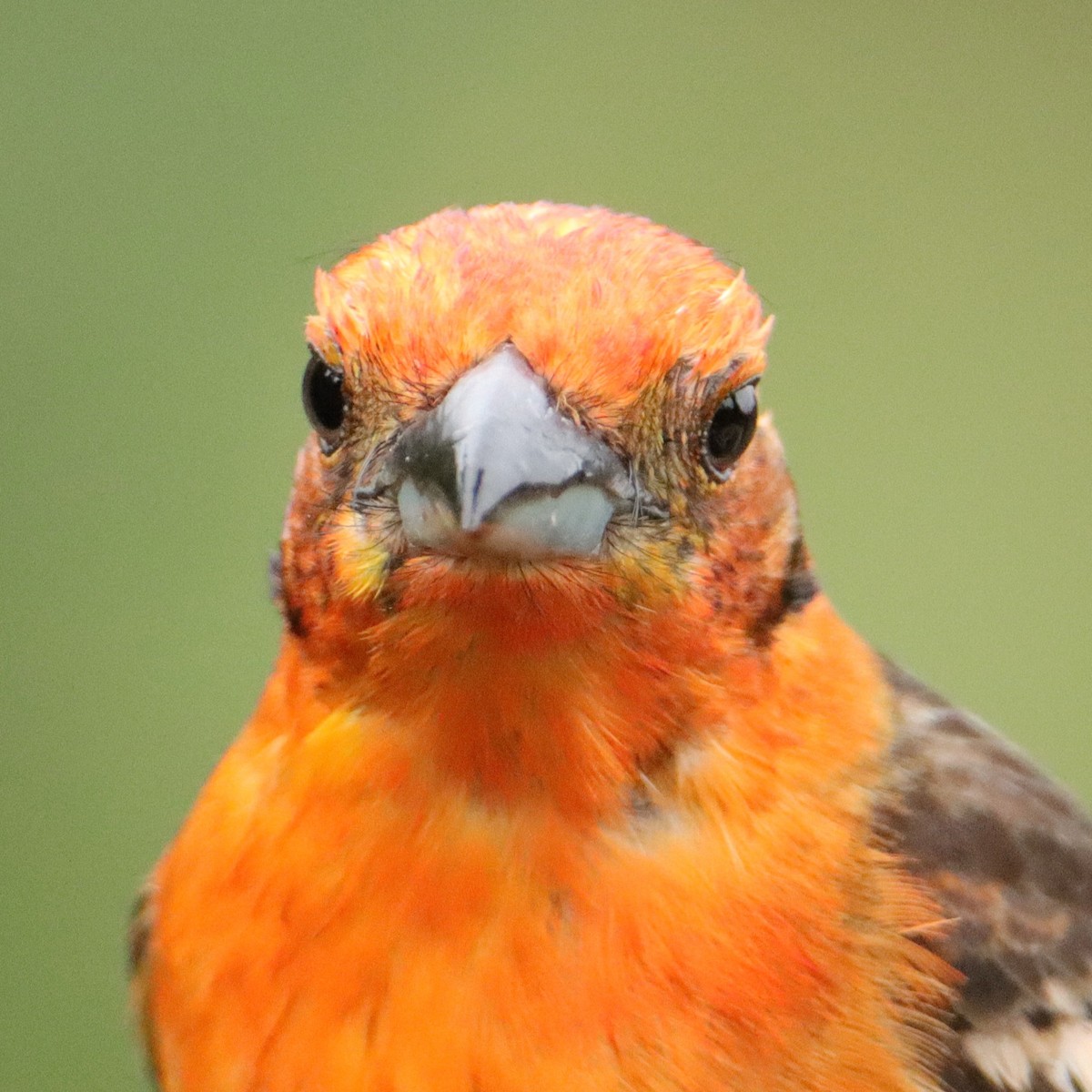 Piranga Estriada - ML652463579