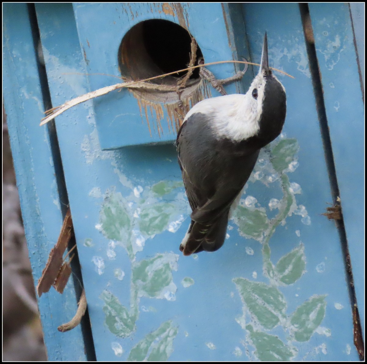 White-breasted Nuthatch - ML652463592