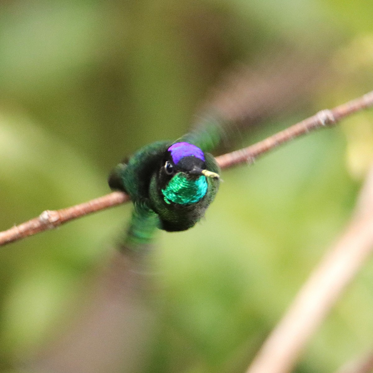 Colibrí de Talamanca - ML652463794