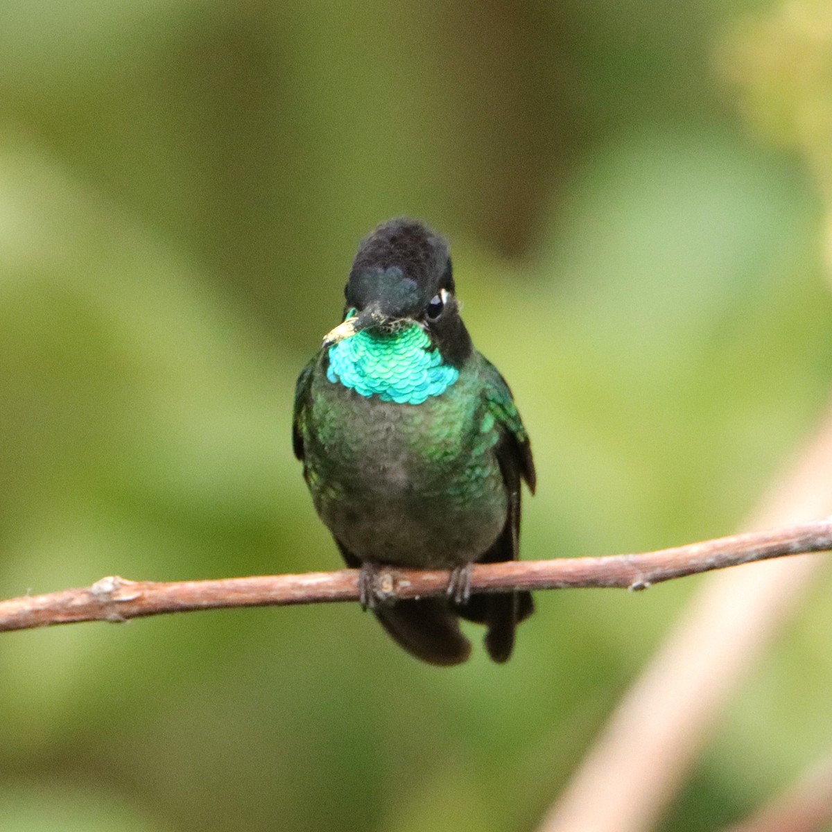 Colibrí de Talamanca - ML652463795