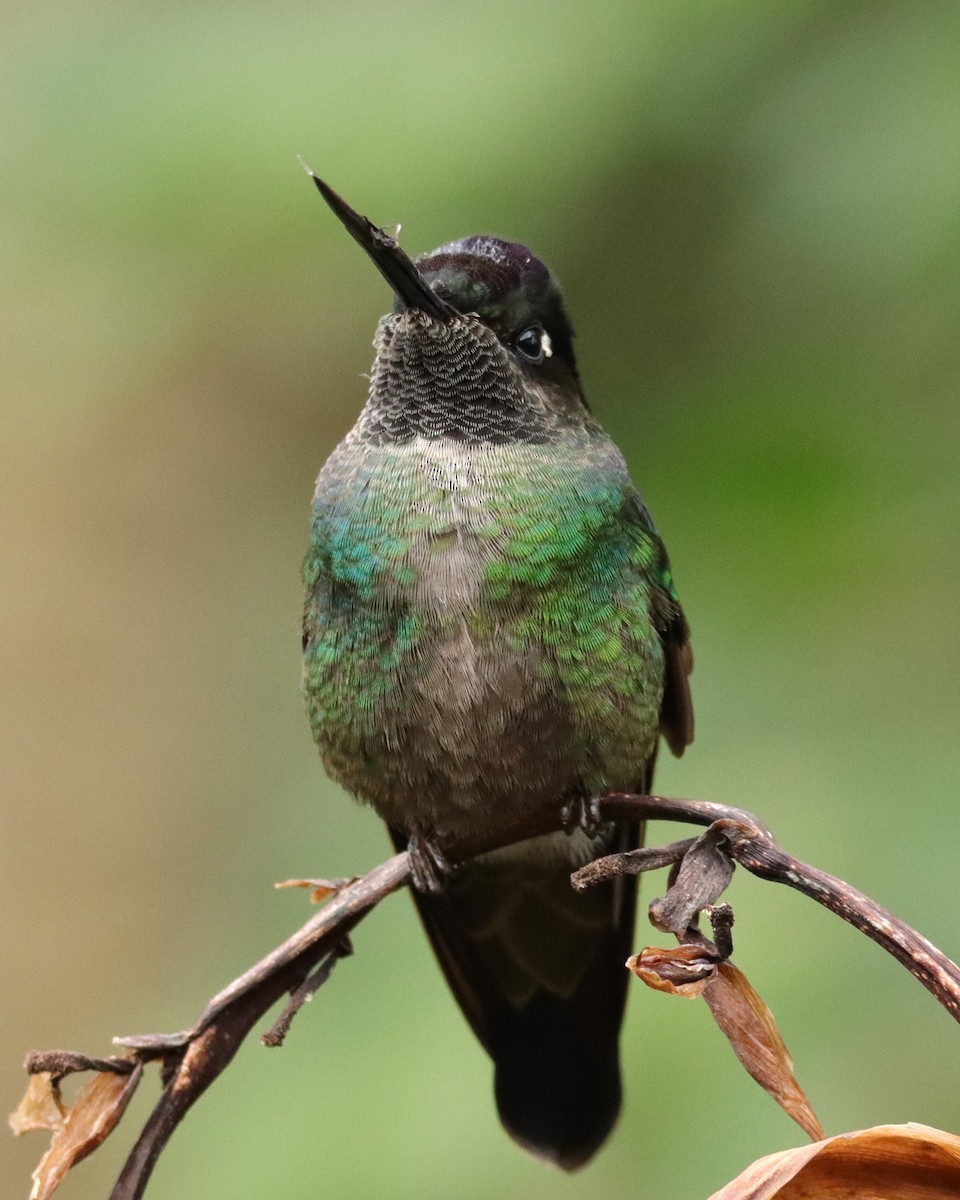 Colibrí de Talamanca - ML652463796