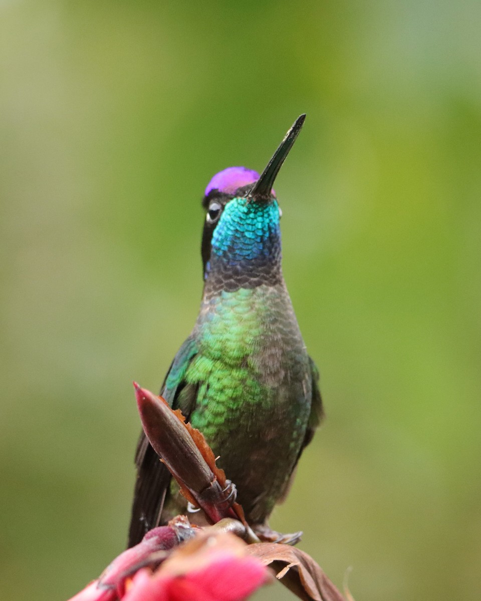 Colibrí de Talamanca - ML652463797