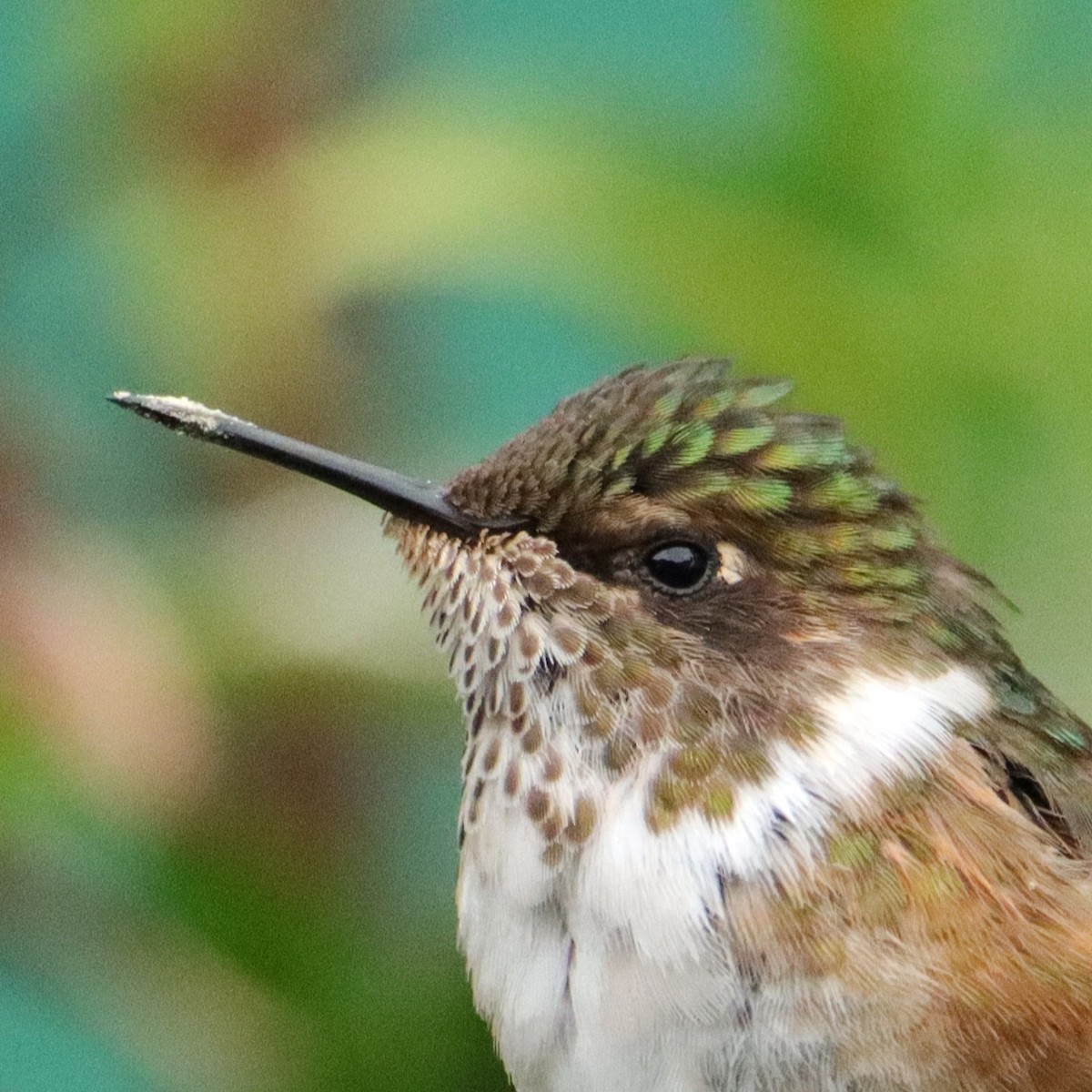Colibrí Volcanero - ML652463921