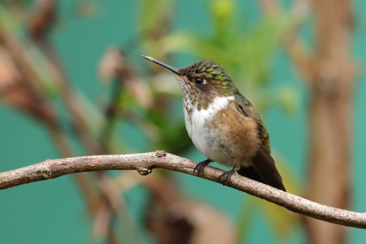 Colibrí Volcanero - ML652463922