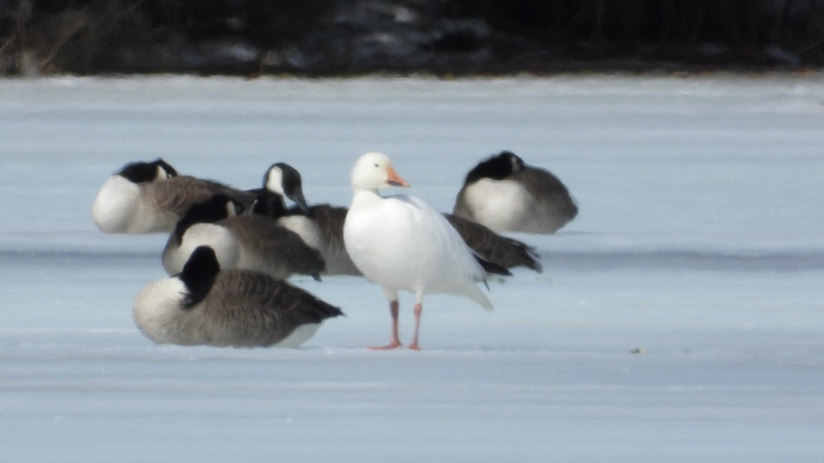 אווז שלג - ML652463941