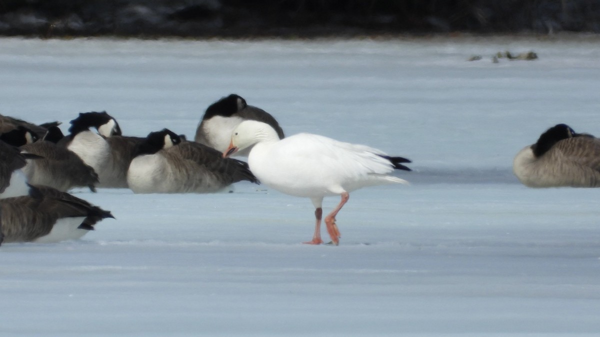 אווז שלג - ML652463942