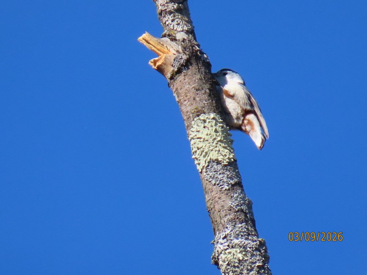 White-breasted Nuthatch - ML652463957