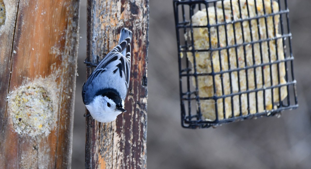 White-breasted Nuthatch - ML652464020
