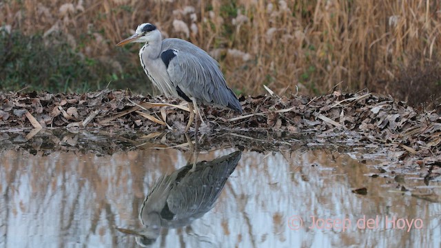 蒼鷺 - ML652464029