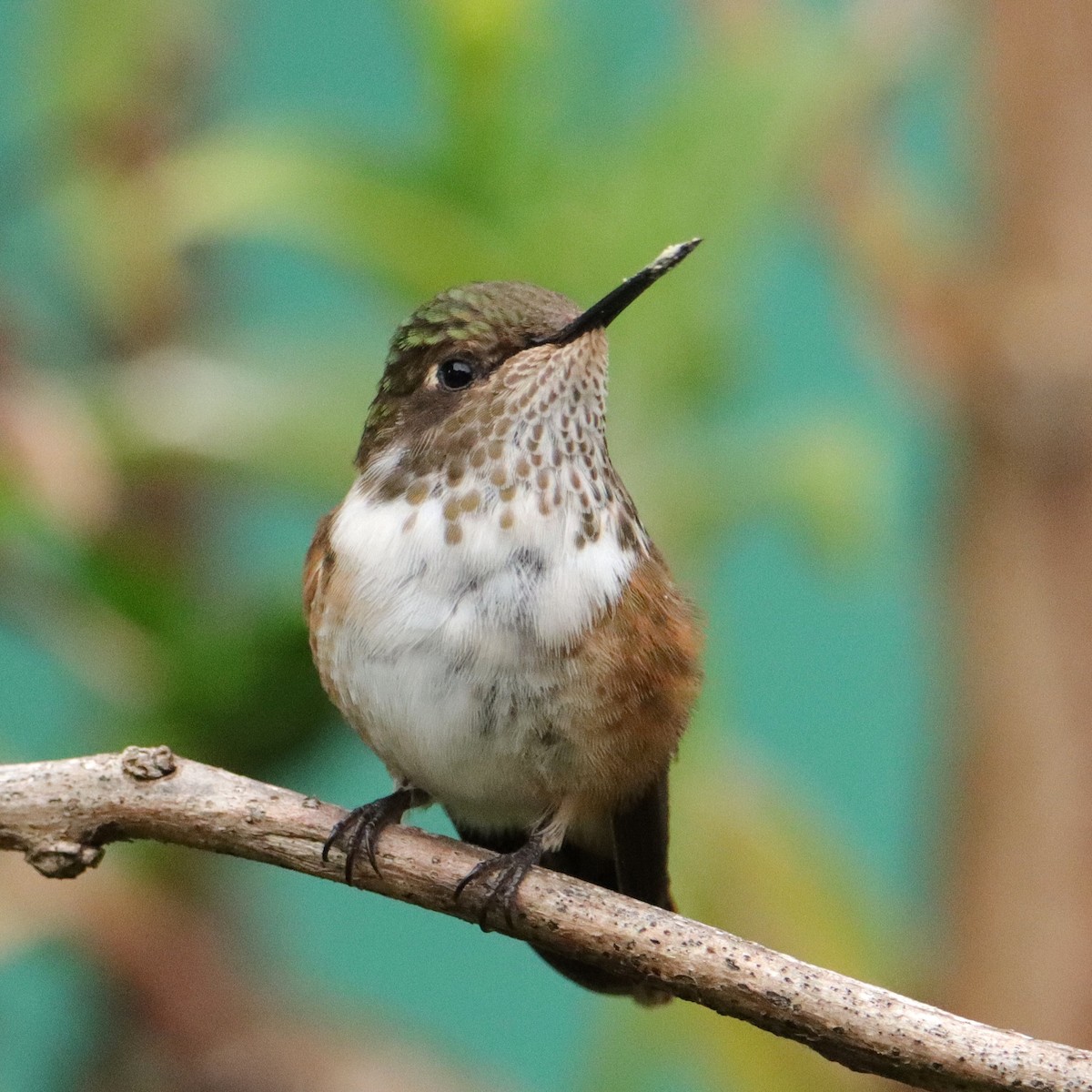 Colibrí Volcanero - ML652464107