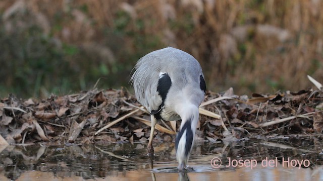 蒼鷺 - ML652464249